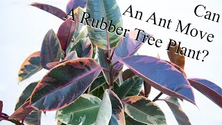 Rubber Tree Plant [upl. by Oswal]