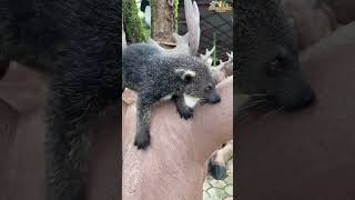 Baby binturung🥰tanjungbajausingkawang singkawang sinkazoo shorts reels binturong viralvideo [upl. by Camfort148]