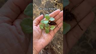 How to grow Ajwain Plant at home 🌿♥️ plantstoriesbypoojaaparajita terracegardening ajwainplant [upl. by Saleem]