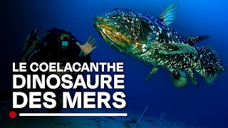 Le plus vieux poisson du monde  le Coelacanthe dinosaure des mers  Documentaire abysses HD [upl. by Mira84]