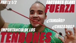 Los TENDONES la FUERZA y los CHUZADOS ¿Vadym tiene Razón Parte 1 de 2 [upl. by Sophey]