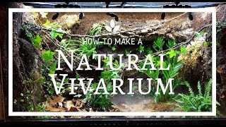 How to build a Natural Vivarium From Scratch [upl. by Miquela]