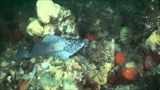 SSE Diving Deception Pass [upl. by Gisella]