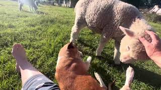 Geordie adores Indie lambs dogsofyoutube licks bond scratches [upl. by Xella368]