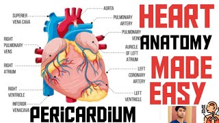 Anatomy Of Heart and pericardium [upl. by Oetomit]