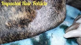 Impacted Hair Follicle Cleaning On my Pitbull Herc [upl. by Bitthia]