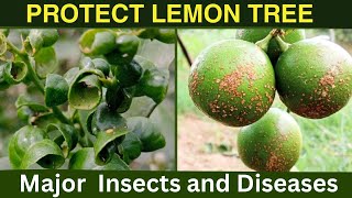 Control Lemon Insects and DiseasesLemon Leaf Curl [upl. by Eduino]