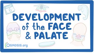 Development of the Face and Palate [upl. by Ayoral126]