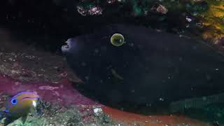 Summer Diving at The Monument Kurnell [upl. by Inoj]