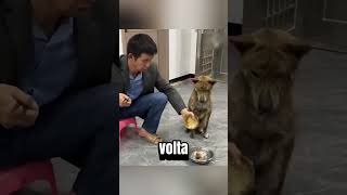 Questo cane è davvero premuroso🥹 [upl. by Johnette]