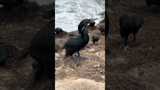 Friendly Brandts Cormorant at La Jolla Seawatch [upl. by Berardo813]