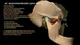 Çene Eklemi art temporomandibularis [upl. by Pritchett]
