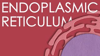 Endoplasmic reticulum structure and function [upl. by Gnem66]