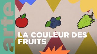 Doù vient la couleur des fruits   Vos questions 💡  ARTE Family [upl. by Adilem]