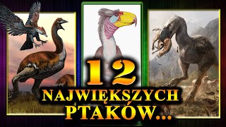 12 Najcięższych i Największych PTAKÓW w Historii Świata [upl. by Nyrhtac545]