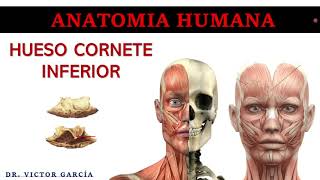 Hueso Cornete Inferior  Anatomía Humana en Odontología [upl. by Yednarb760]