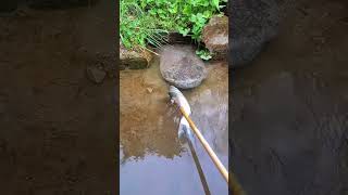 FOUR legs fish monster fishing cauca fpyシ xuhuong foryou [upl. by Eustace135]