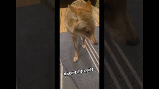 THIEVING COYOTE🐺❤️ nature weavethecoyote wildlife dog duckholliday duck cute animals play [upl. by Gaylor883]