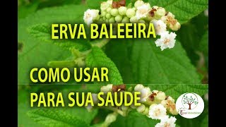 Erva Baleeira Horta Medicinal Cordia verbenacea  Plantar em Casa [upl. by Lazes623]