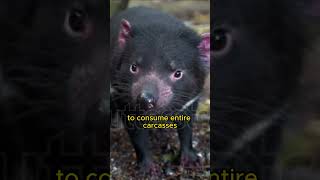 This Animal Eats Bones  Tasmanian Devil [upl. by Tirzah]