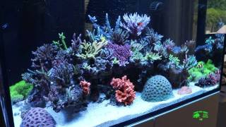 Practical Reef RedSea 250 Sps Dominated [upl. by Ahsaekal]