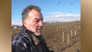 La taille de la vigne en Beaujolais [upl. by Naanac]