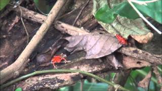 Oophaga pumilio calling in habitat in Panama [upl. by Beau950]