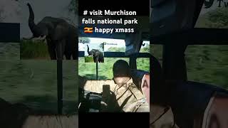 Amazing Murchison falls national park visit for the memorable experience [upl. by Ahsikan845]