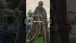 Python cowboy on being bit by a 17ft python in the Everglades shorts joerogan python everglades [upl. by Hoisch]