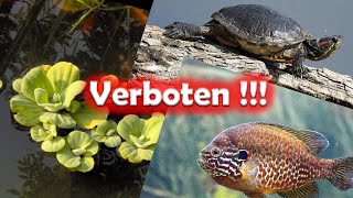 In der EU verbotene Arten der Aquaristik 171 [upl. by Yrrac]