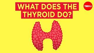 How does the thyroid manage your metabolism  Emma Bryce [upl. by Komara]