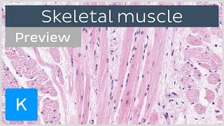 Skeletal muscle tissue and structure preview  Human Histology  Kenhub [upl. by Ilrebmyk355]