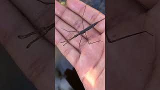 Water Stick bug￼ Ranatra australis [upl. by Siriso]