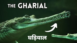 The GHARIAL Gavialis gangeticus also known as gavial or fisheating crocodile gharial facts [upl. by Dorolisa]