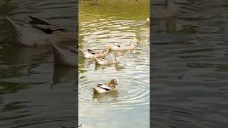 Dogs walking find ducks [upl. by Bedad]