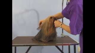 Grooming Yorkshire Terrier  Top Knot  Pet Grooming Studio Richmond Hill ON [upl. by Anirtik]