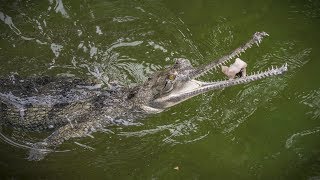 Indian Gharial Feeding at the LA Zoo [upl. by Four]