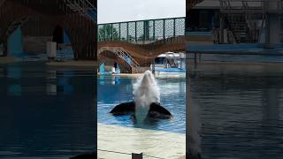 Seaworld Orlando Florida  Orca Encounter [upl. by Eendys833]