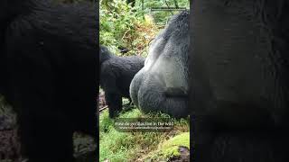 Extraordinary Mountain gorilla encounter How do gorillas live in the wild of volcanoes park Rwanda [upl. by Solomon]