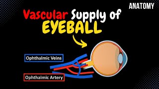 Blood Supply of the Eye Ophthalmic Artery amp Vein  Anatomy [upl. by Ayian]