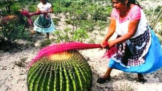 10 Tipos de CACTOS EXÓTICOS Mais RAROS do Mundo Que Vão Te Surpreender  Curiosidades da Natureza [upl. by Inaluahek]