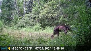 Black bear with bad Mange NYS [upl. by Assiran972]