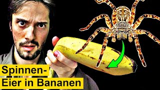 Gefährliche Spinneneier plötzlich in Bananen [upl. by Rosalind]