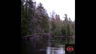 Saranac River 2024 1 nature shorts [upl. by Uot]