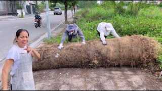 Neighbors said there was no sidewalk here until they saw under the giant roll of grass [upl. by Lesslie]