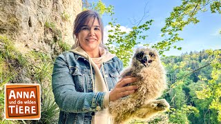 Juhu Nachwuchs beim Uhu  Reportage für Kinder  Anna und die wilden Tiere [upl. by Ennairak505]