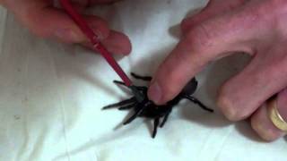 Grooming Tips for a Funnelweb Spider [upl. by Templia]