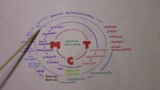 LOS ÓRGANOS EN LA MEDICINA TRADICIONAL CHINA  PRINCIPIOS DE MTC [upl. by Eatnuahc]