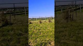 WalkWithMe Solar quotfarmquot solar naturelover shortsvideo [upl. by Blondie]