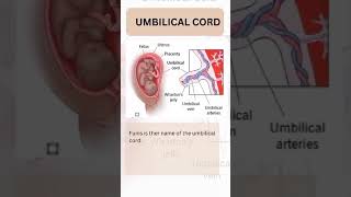 Umbilical Cord Norcet 08 image Base Question viral ytshorts [upl. by Nnazil777]